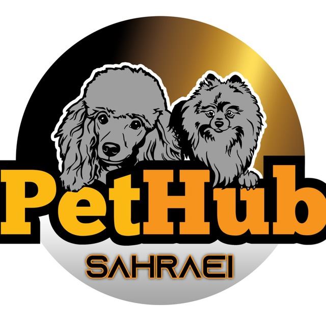 خرید پامرانین خرسی 