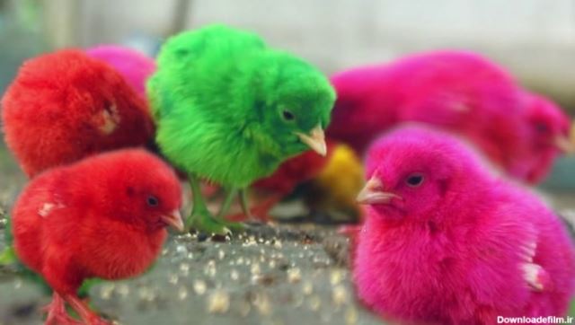 شرکت هوا سلولز/پد مرغداری