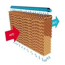 قاب پدسلولزی 