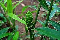 عطاری نصیری