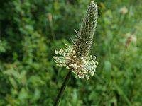 عطاری نصیری