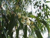 عطاری نصیری