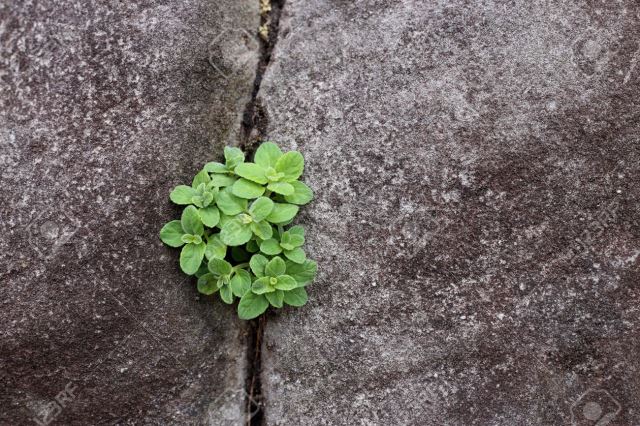 عطاری نصیری