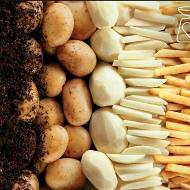 خرید و فروش سیب زمینی بسته بندی نیمه آماده09115228604