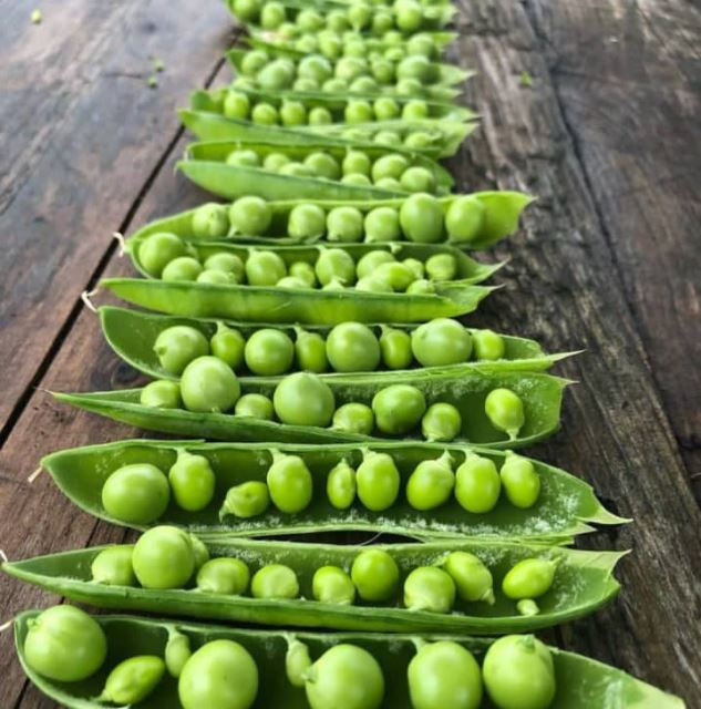 تولید و صادرات نخود فرنگی دو منظوره منجمد شده۰۹۱۱۵۲۲۸۶۰۴ 