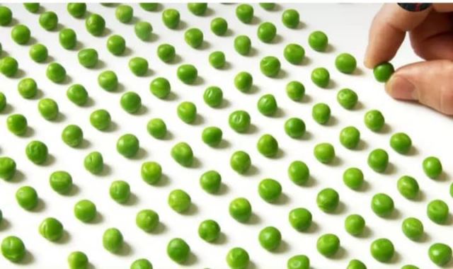 تولید و صادرات نخود فرنگی دو منظوره منجمد شده۰۹۱۱۵۲۲۸۶۰۴ 