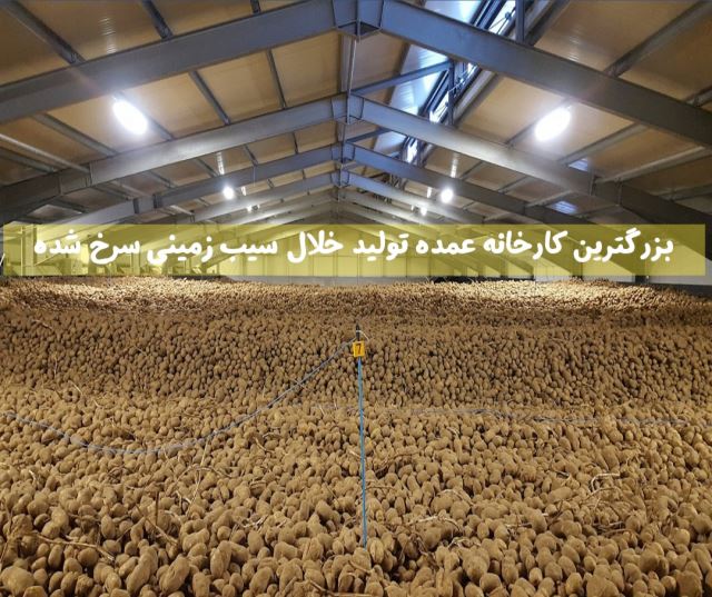 تولید و صادرات سیب خلال نیمه سرخ شده منجمد 